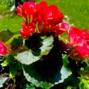 Meet your Posher, Daniela